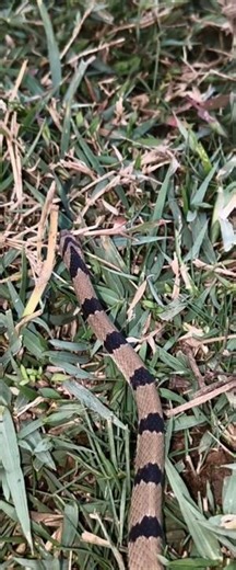 ⚠️ Zeherila Samajh Kar Log Maar Dete Hai! 😱 Yeh Snake Actually Non-Venomous Hai #shorts