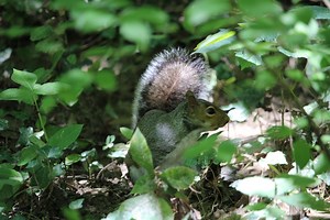 Completing Simone de Beauvoir’s “The Ethics of Ambiguity”