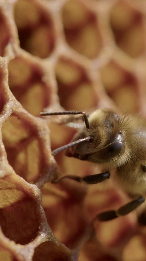 🐝🏠 Curious about bee hives? Let's take a peek inside their fascinating world! 🍯🌸 A bee hive is like a bustling city, with thousands of industrious bees working together harmoniously. 🐝🐝 Inside, you'll find different castes of bees, each with specific roles: 👑the queen bee lays eggs 🛠️ worker bees gather nectar, pollen, and water, and 🚁 the drones help in the reproduction process The worker bees convert nectar into honey, storing it in honeycomb cells made of beeswax. 🍯🐝 They use their