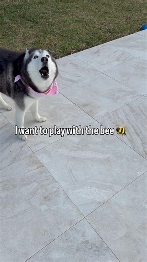 My Husky Wants To Play With A Bee 🐝😳