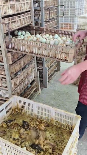 The Secret to Hatching Chicks! 🐣 #shorts