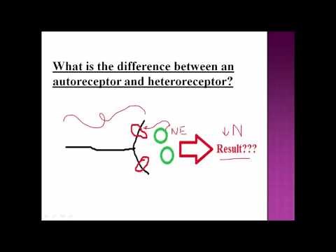 Receptors: What is the difference between an autoreceptor and heteroreceptor?