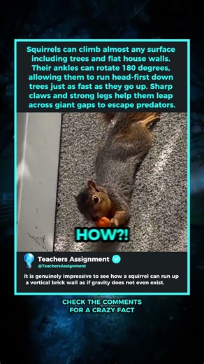 The Most Amazing Climbers in the World