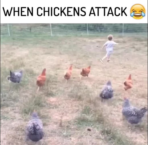 Chicken Attack! 😁😆 #chickenattack #meme #run #catchmeifyoucan #fyp #foryourpage