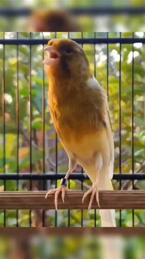 canary bird | bird sound #birds #canary #animallife