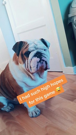 British Bulldog Game Fail | Bulldog Pabs CPR