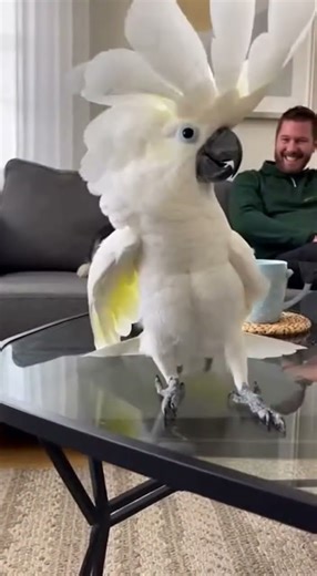 Joyful Dance Moves on a Glass Table