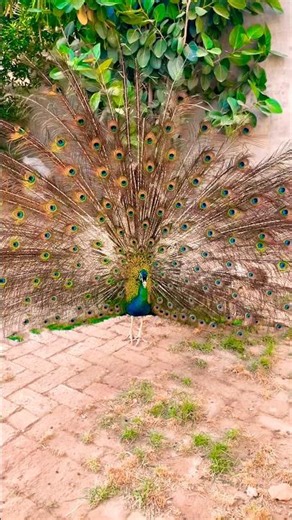 Majestic Peacock Dance: Breathtaking Feather Display! 🦚