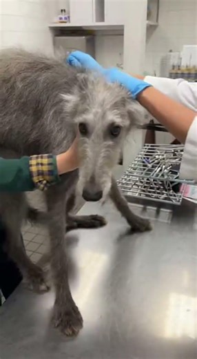 Dramatic Giant Scottish Deerhound Shrieks and Thrashes Over Tiny Vaccine