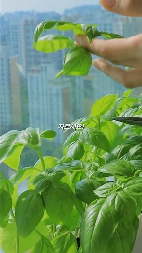 바질, 꼭 이렇게 수확하세요 #바질수확법 #다이소바질