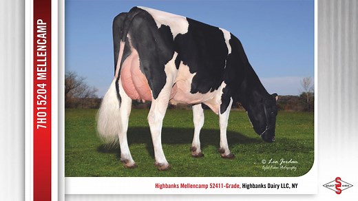 7HO15204 MELLENCAMP provides elite daughter fertility, profit-boosting components and balanced Type. Check out his newest daughter photos! | Select Sires Inc.