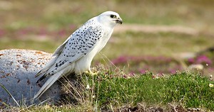 Gyrfalcon Sounds, All About Birds, Cornell Lab of Ornithology
