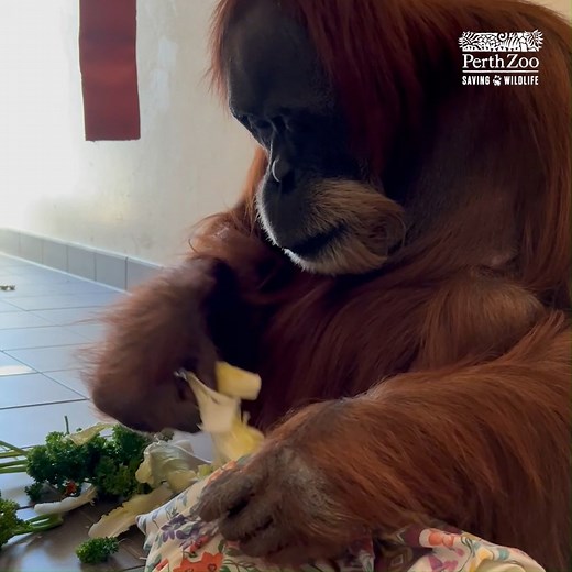 When you're looking for a sweet treat but only packed healthy snacks 😂 Sumatran Orangutans are omnivores - most of their diet is made up of fresh fruit and leafy greens! 🌿 📷 Keeper Mel | Perth Zoo
