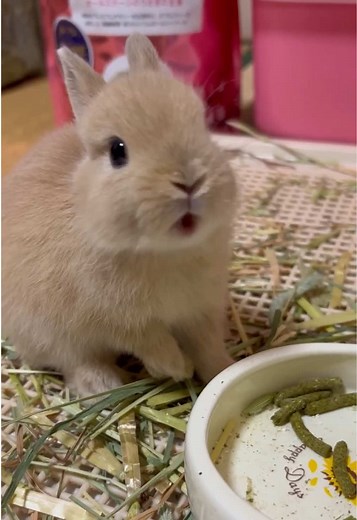 こゆちゃんの朝ごはん 癒しのうさぎ動画