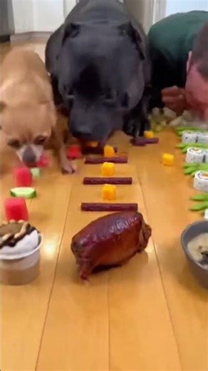 Viral Pet Challenge 🔥🐾 #dog #chihuahua #eatingchallenge #food #pets