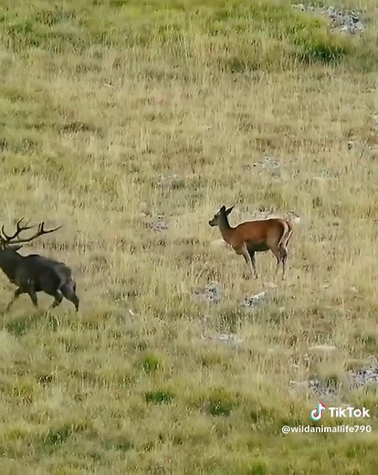 Exploring American Wildlife: Deer in Their Natural Habitat