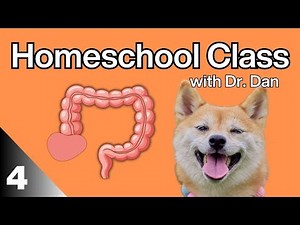 Dog Large Intestines Basics. Homeschool class lecture 4.