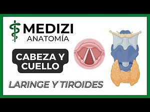 Head and Neck Anatomy - Larynx and Thyroid