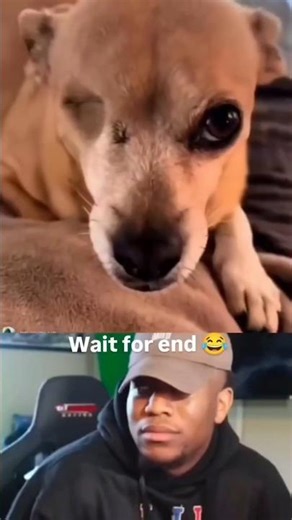 dog is funny eye shadow 🤣 #memes #Shorts