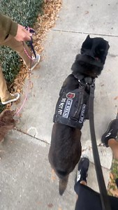Not only is Archer a great example of my training style he’s also a great teacher. He helps the young pups learn manners by example. Sure the pups start the walks off with lots of energy and trying to run up to him. He ignores them and leads them by example. This helps teach the pups how to be calm and more relaxed in public places. | Florida K9 Unleashed