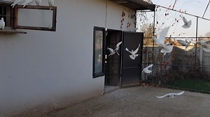 179K views · 1.7K shares | Beautiful loft and flight by Highflyers in Poland. | Pigeons | Facebook