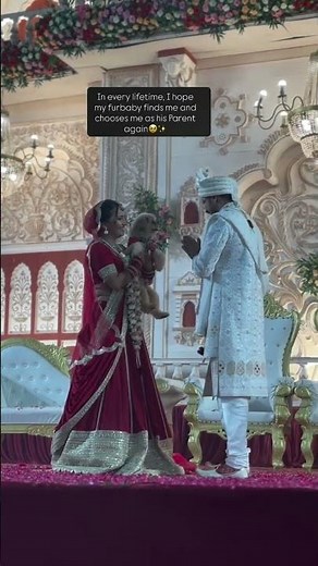 Shih Tzu Dog Steals the Wedding Moment 🐶❤️ Bride & Groom Surprise