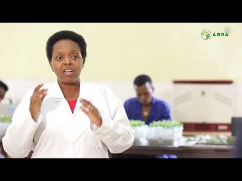Enhancing production of quality seeds in Rwanda.
