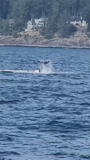 Vancouver's Wild Side: Killer Whale Jump