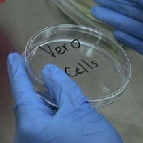 Video: Generation of Recombinant Arenavirus for Vaccine Development in FDA-Approved Vero Cells