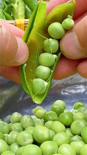 Chinese Home Cooking | Stir-Fried Shrimp with Green Peas 虾仁炒青豆 #cooking #新鲜采摘 #food #delicious #家常菜