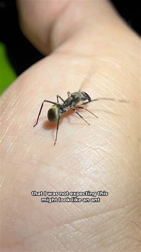 1M views · 41K reactions | Encountering my first ever ant-mimicking spider from the rice paddy fields of Bali!!  or ️ #wildlife #nature #animals #naturefacts #spider #critters #bugs #bali #indonesiatravel #exploreindonesia #science | Wild Attractions | Facebook