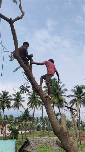 Treecutting 7358911306 erode #reel | ANBU TREE cutting