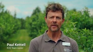 Thinning out your apples helps ensure regular, tasty crops of fruit from year to year. Paul Kettell, Team Leader at RHS Garden Wisley, shares his tips for apple thinning 🍏 #GrowAtHome https://www.rhs.org.uk/growathome | RHS - Royal Horticultural Society