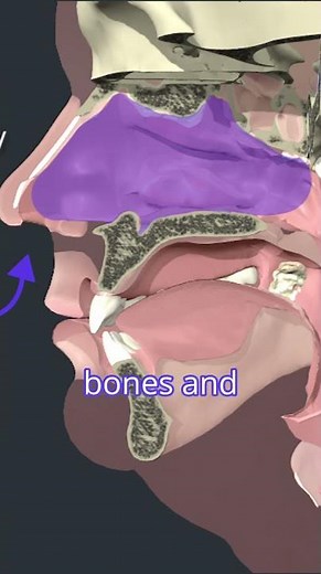 Nasal Cavity Function – Respiratory System Anatomy Excerpt