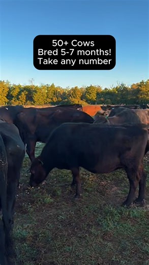 7K views · 95 reactions | I have 50+ head in this group of older turn...