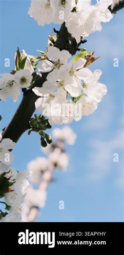 White spring blossoms blooming on tree branches. Vintage aesthetic with heavy film grain. Soft blurred backgrounds of dark greenery, blue sky, and soft sunlight. Beautiful nature close-ups Stock Video Footage - Alamy