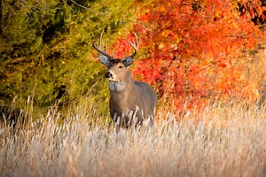 Deer Decoys: Top Options, Strategies, and a Few Hot Tips
