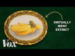 The banana is under threat