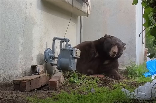 Huge 550lb bear living under man’s house finally evicted after months long ordeal