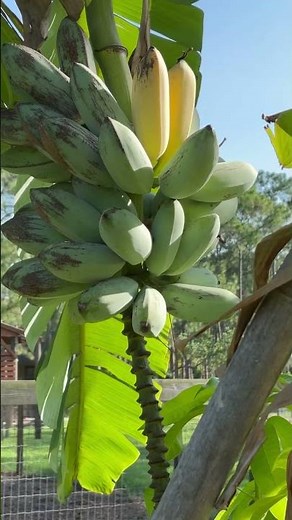 Blue Java Bananas 🍌 are ready to harvest!