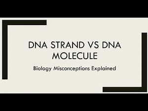 DNA strand vs DNA molecule