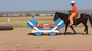 6.7K views · 112 reactions | Have you submitted your adoption application yet? Bidding on the Online Corral starts tomorrow, March 2! Don't miss your chance to bring home a wild horse or burro. Get started ➡ https://wildhorsesonline.blm.gov | BLM Wild Horse & Burro Program | Facebook