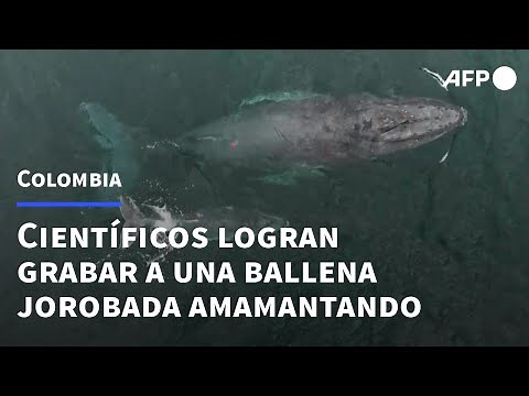 Extraordinario video muestra ballena amamantando a su cría en Colombia | AFP