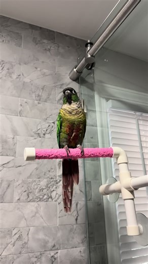 Caring for Your Green Cheek Conure Parrot