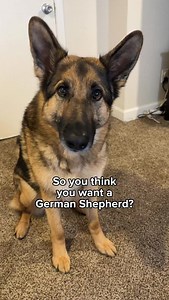 German Shedders are the best dogs ever 🥰 | Best Boy Benson
