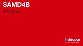 Anti-SAMD4B Antibodies | Invitrogen
