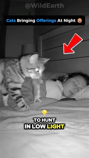😳 Cats HEAR What You CAN’T