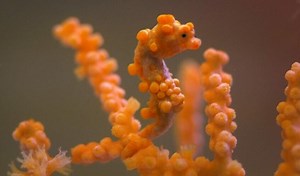 Pygmy Seahorses: Masters of vibrantly-colored coral camouflage