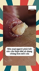 Giunmáu Mỹ (Glycera dibranchiata) | T.T.P-Animals