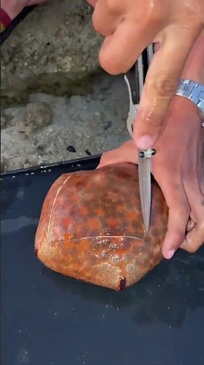 What’s Inside This Mysterious Sea Creature? 😱